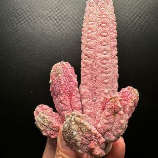 ユーフォルビア アブデルクリ ダマスク(その他)