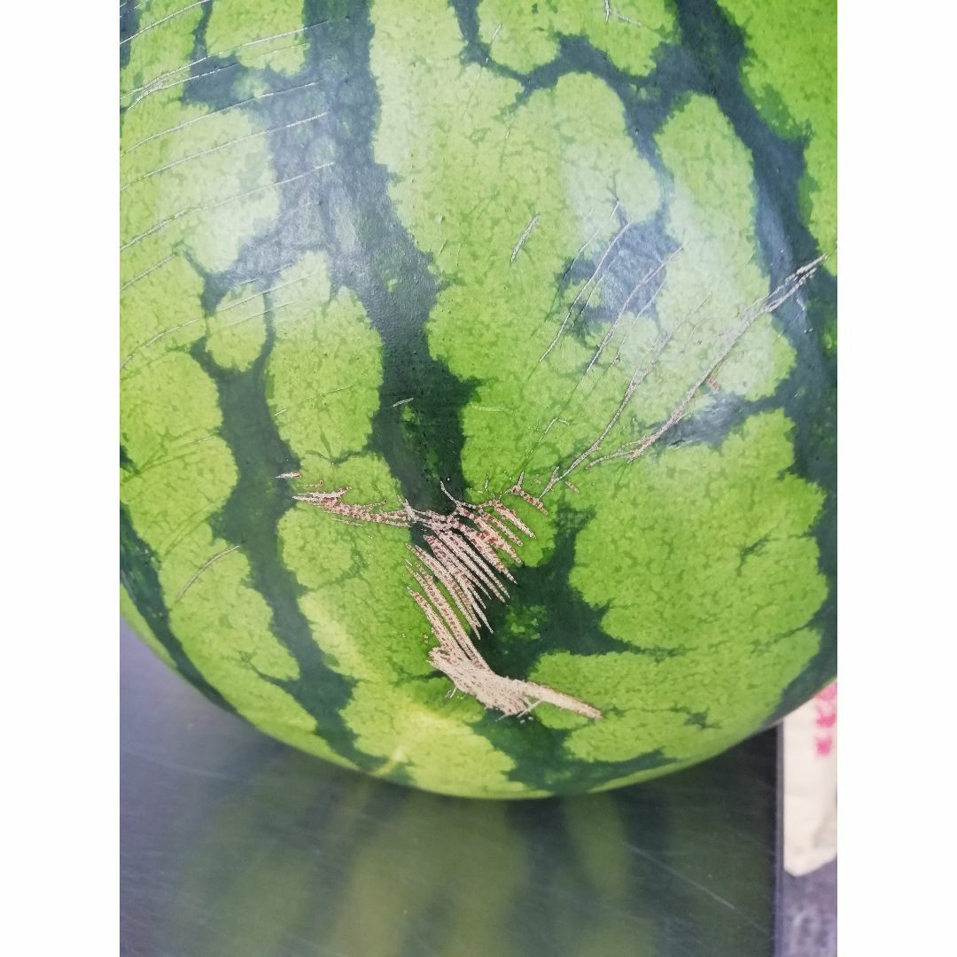 訳アリ　山形県 尾花沢産すいか（祭りばやし）7-8ｋｇｘ2玉入れ 食品/飲料/酒の食品(フルーツ)の商品写真