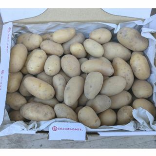 新じゃが芋　メークイン　訳あり　1.5kg(野菜)