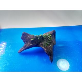 南米ウィローモス　硬質流木　　黒溶岩石1個　アクアリウム　レイアウト　水草　苔　(アクアリウム)