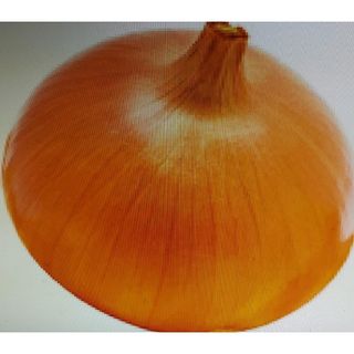 玉ねぎ15 kg◎無農薬(野菜)