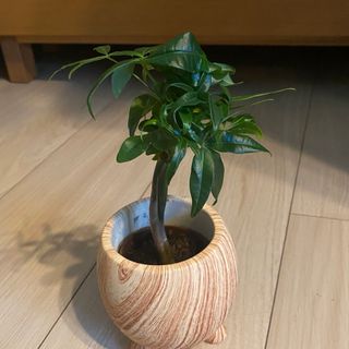 【❤️観葉植物❤️】パキラ　実生苗　双子　枝分れ　ビニールポットごと発送します。(その他)