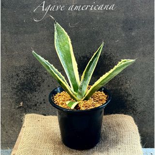 アガベ アメリカーナ 斑入り⑧リュウゼツラン 覆輪竜舌蘭苗(その他)