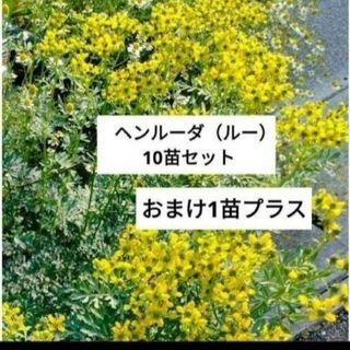 ヘンルーダ（ルー） 10苗セットとおまけ1苗　虫除け　猫よらず　ドライフラワー(プランター)