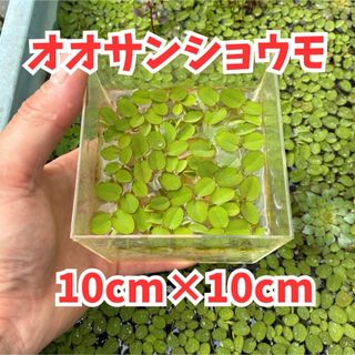 ①水草　オオサンショウモ　10cm×10cm ビオトープの日陰　水質浄化　産卵床(アクアリウム)