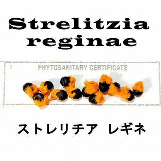 5月入荷 20粒 ストレリチア レギネ Strelitzia reginae 種(その他)