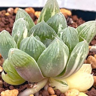 美苗‼️多肉植物 ハオルチア オブツーサ マリン錦 抜き苗１２(その他)