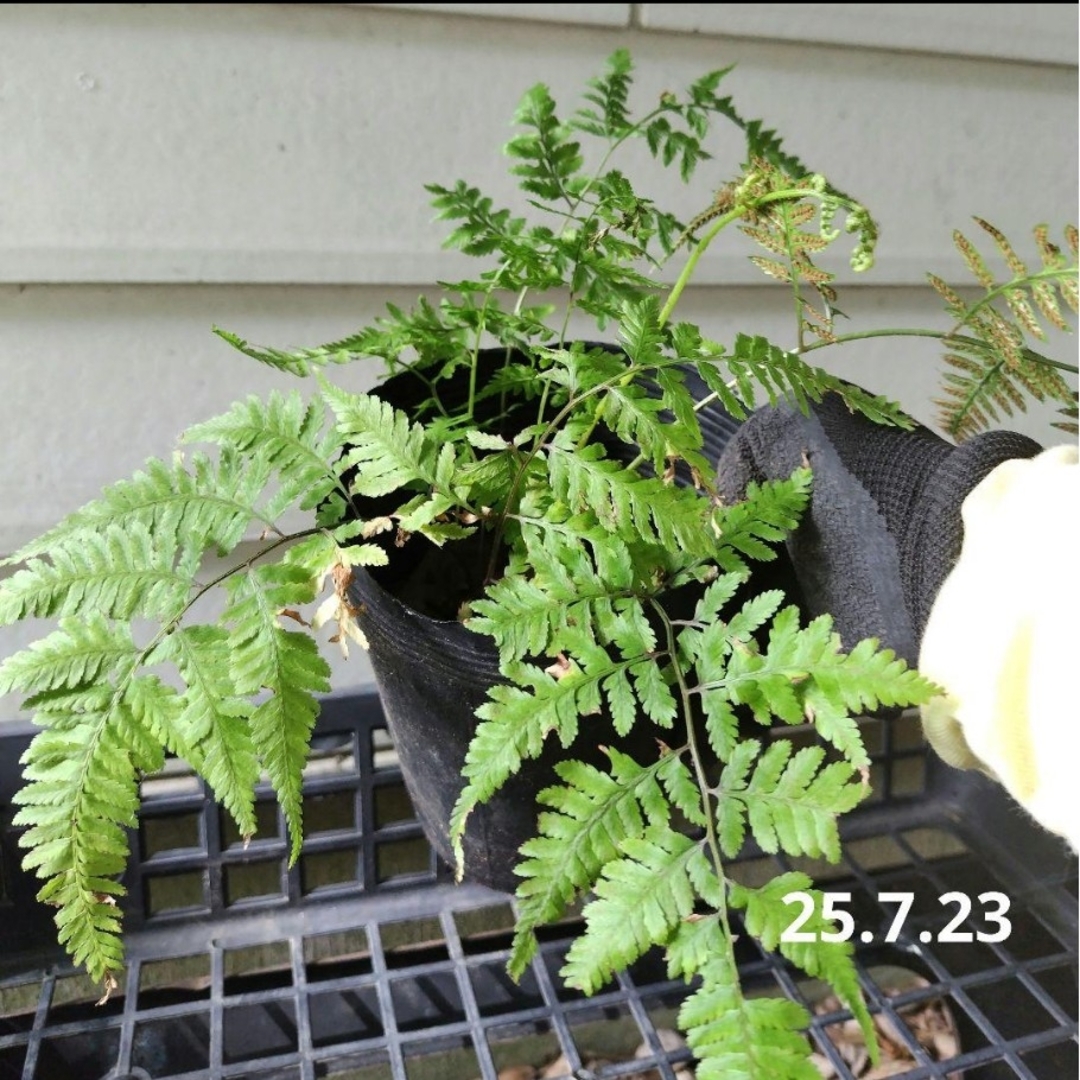 シダ植物 シェードガーデンに 抜き苗発送 ハンドメイドのフラワー/ガーデン(その他)の商品写真