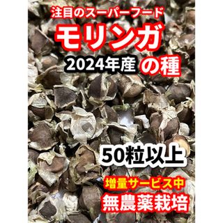 みち様専用★モリンガの種【50粒】栽培期間中農薬不使用の種(その他)