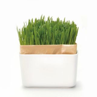 【人気商品】ハリオ (HARIO) 猫草栽培キット にゃんベジ その他 セット (その他)
