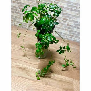 観葉植物　シュガーパイン