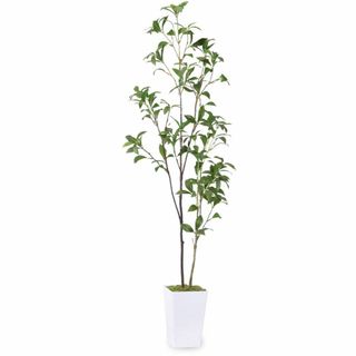 【新着商品】フェイクグリーン 人工観葉植物 【アセビ 馬酔木】高さ110cm 観(その他)
