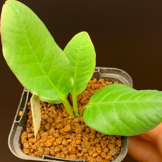 レア実生！　モラティー　ユーフォルビア　多肉植物　塊根植物(その他)