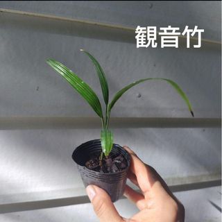 観音竹 カンノンチク 苗  観葉植物 黒ポリポット(その他)