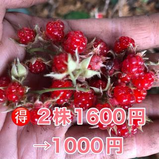 ⭐️冬苺苗2株⭐️ 2株1600円→1000円　木苺苗　木いちご　フユイチゴ苗(その他)