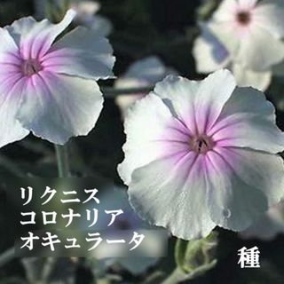 秋まき花の種　リクニス コロナリア・オキュラータ　50粒以上　多年草(その他)