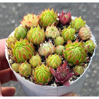 多肉植物　センペル　23個　抜き苗(その他)