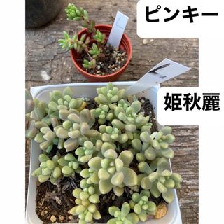 多肉植物　L L ピンキー　姫秋麗(その他)