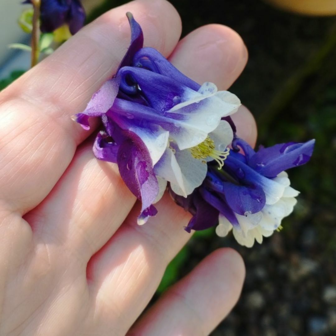 秋まき花の種　西洋オダマキ・紫と白30粒以上（一重咲きと八重咲の混合） ハンドメイドのフラワー/ガーデン(その他)の商品写真