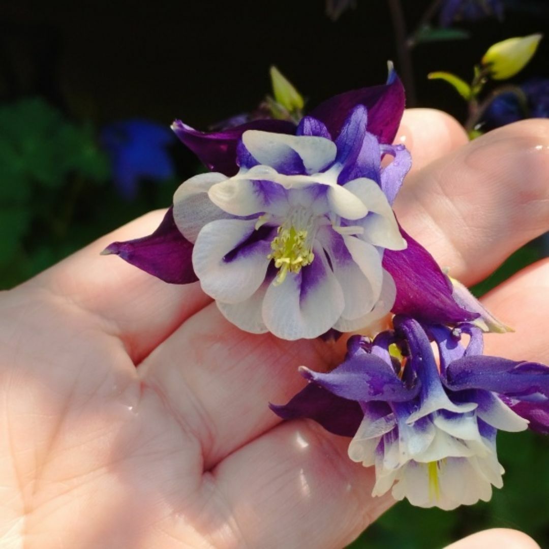秋まき花の種　西洋オダマキ・紫と白30粒以上（一重咲きと八重咲の混合） ハンドメイドのフラワー/ガーデン(その他)の商品写真