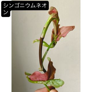 最安値‼️シンゴニウムネオン　カット苗(その他)