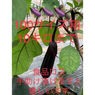 本日のなすび(^^)  10キロ箱セット(野菜)