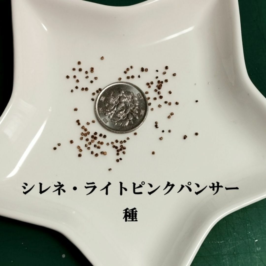 秋まき花の種　シレネ・ライトピンクパンサー　30粒以上　一年草 ハンドメイドのフラワー/ガーデン(その他)の商品写真
