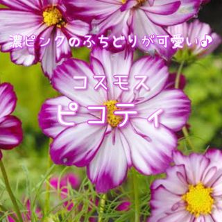 【ピコティのタネ】80粒 種子 種 コスモス 秋桜 花 切り花にも(その他)