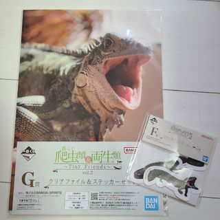 爬虫類一番くじ　グリーンイグアナ　ヘビ　トカゲ　クリアファイル　ステッカー