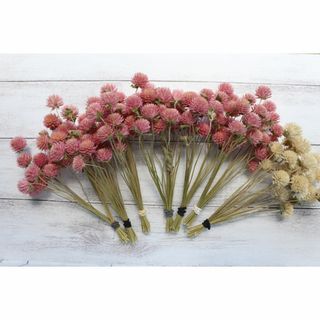 千日紅茎付き桃色／ピンク＆白計140本★シーズン最終