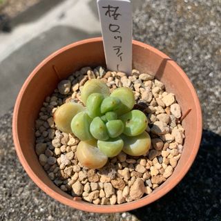 多肉植物　桜ロッティー　小苗(その他)