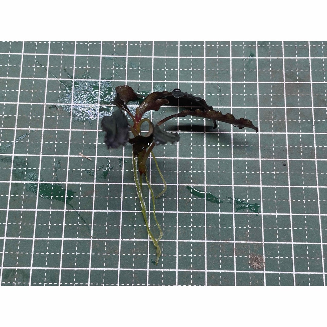 ブセファランドラspクダガン1株 その他のペット用品(アクアリウム)の商品写真
