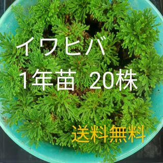 イワヒバ1年苗  20株(抜き苗)   [岩松 岩檜葉 盆栽](その他)