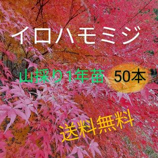 イロハモミジ1年苗  50本(抜き苗)    [もみじ 紅葉 盆栽](その他)