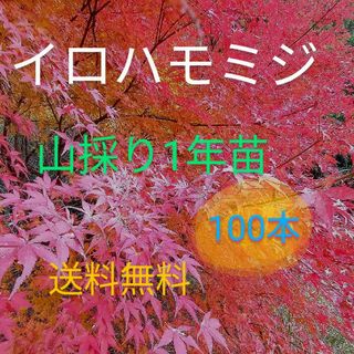 イロハモミジ1年苗  100本(抜き苗)   [もみじ 紅葉 盆栽](その他)