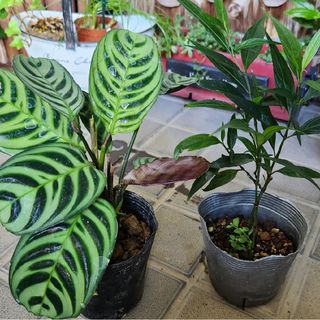 クテナンテ・ブルレーマルクシー①　&　ストロビランテス　ブルネッティー