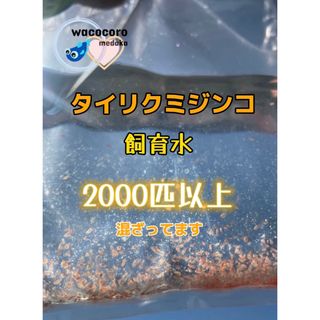 新価格★即決1000円☆タイリクミジンコ飼育水2000匹以上混ざってます☆(アクアリウム)