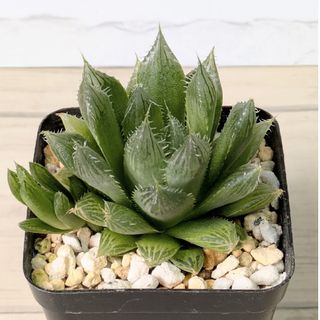 多肉植物　ハオルチア　青雲の舞(その他)