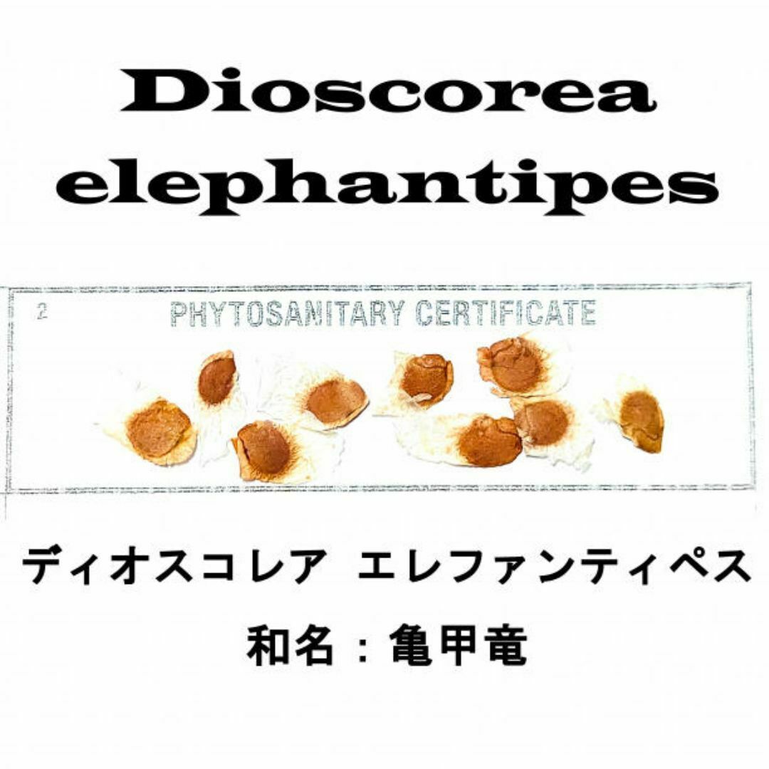 2月入荷 100粒+ 亀甲竜 ディオスコレア エレファンティペス 種子 種 証明 ハンドメイドのフラワー/ガーデン(ドライフラワー)の商品写真