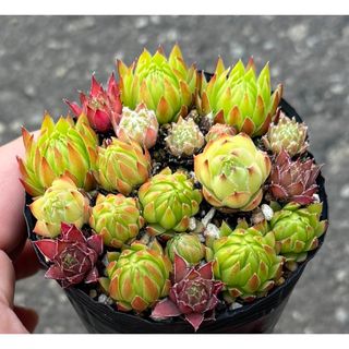 多肉植物　センペル　20個　抜き苗(その他)
