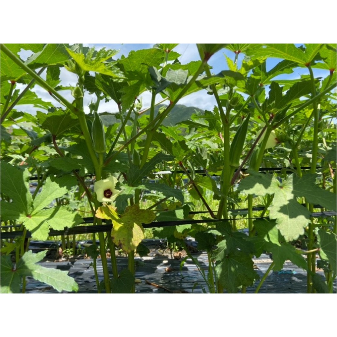 高知県産オクラ　新鮮おくら　即購入OK 産地直送　野菜70tmjt 食品/飲料/酒の食品(野菜)の商品写真