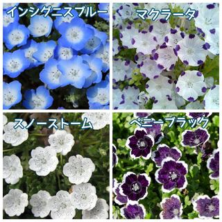 花の種　ネモフィラ４種の種 MIX(その他)