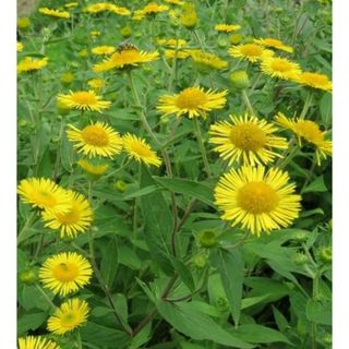 オグルマソウ　５株　花苗　耐暑耐寒性強　菊科　小車草　山野草 即購入禁止(その他)