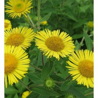オグルマソウ　５株　花苗　耐暑耐寒性強　菊科　小車草　山野草 即購入禁止 (その他)
