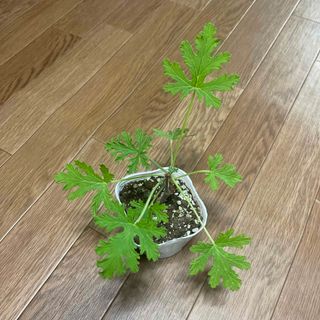 ローズゼラニウム ゼラニューム 蚊取草 Ｊ(プランター)