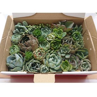 多肉植物カット苗　訳ありセット(その他)