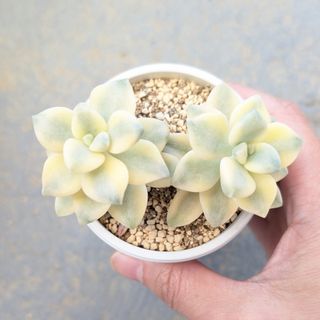 多肉植物　韓国苗　ティテュバンス錦　2株　発根済み(その他)