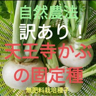 自然農法　天王寺かぶの固定種3000粒以上(野菜)