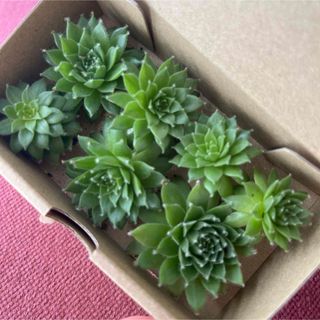 多肉植物 シルバーカーノル　センペルビウム　　カット　紅葉します！(その他)