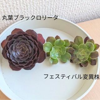 アエオニウム 多肉植物　丸葉ブラックロリータ　フェスティバル変異株　カット苗(その他)